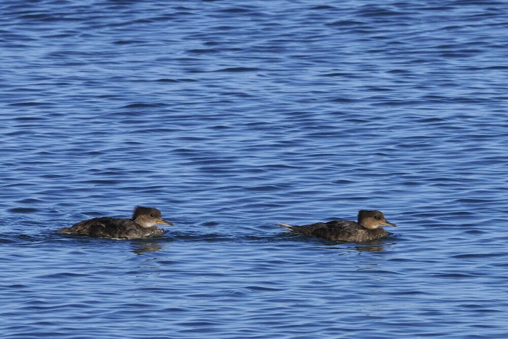 Hooded Merganser female