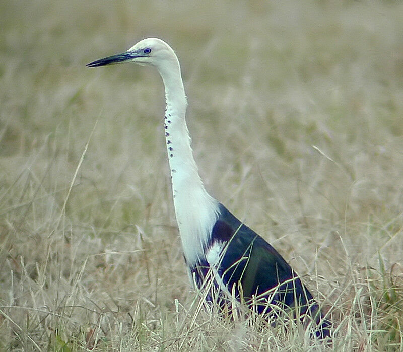 White-necked Heron