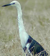 White-necked Heron