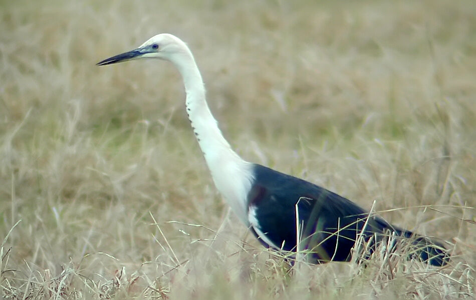 White-necked Heron