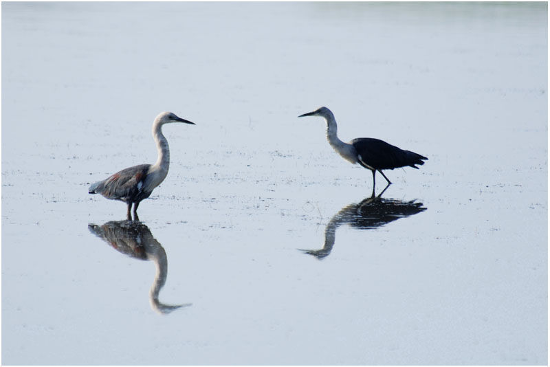 White-necked Heronadult