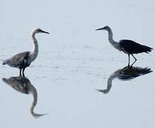 White-necked Heron