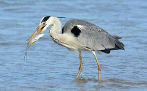 Grey Heron