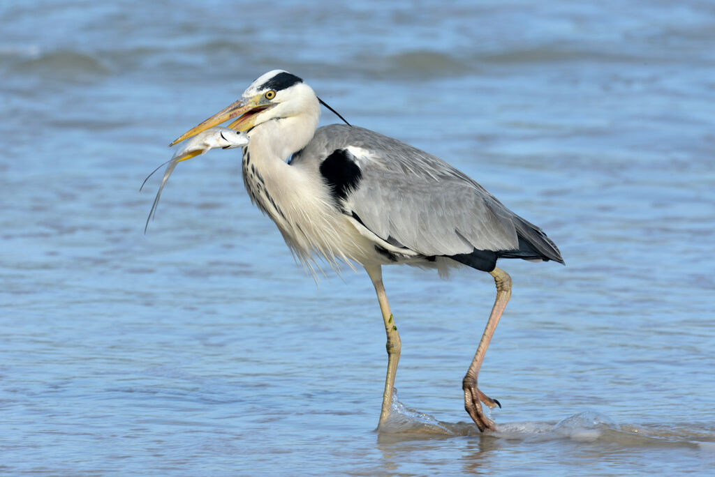 Grey Heronadult, eats