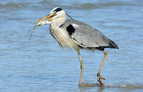 Grey Heron