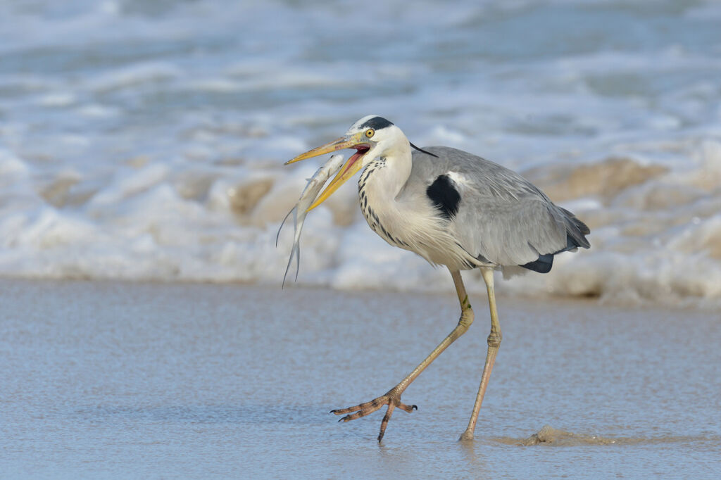 Grey Heronadult, feeding habits