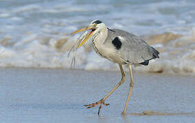 Grey Heron