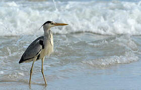 Grey Heron