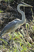 Cocoi Heron