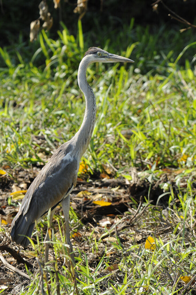 Héron cocoiimmature