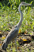 Cocoi Heron