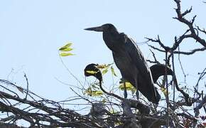 Humblot's Heron