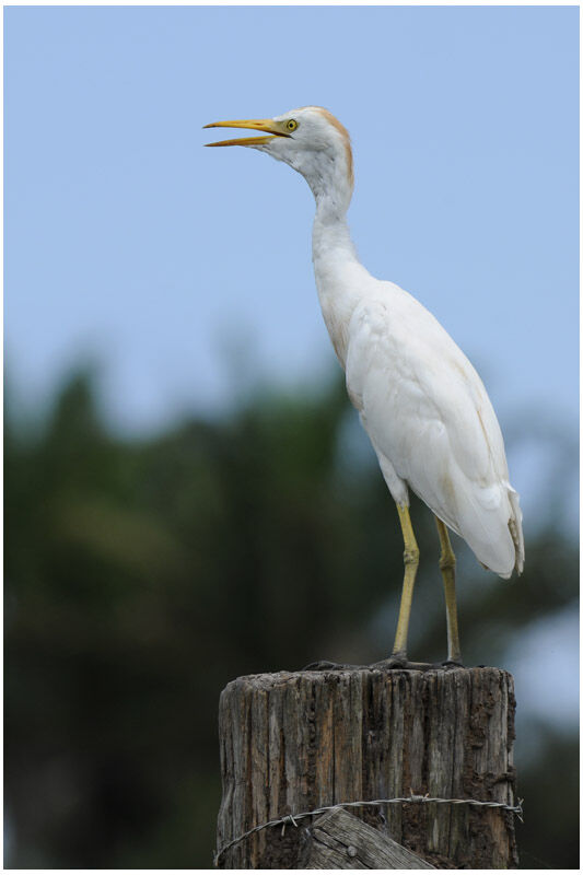 Western Cattle Egretadult breeding