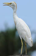 Western Cattle Egret