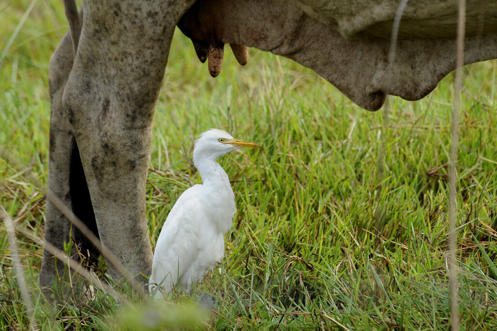 Western Cattle Egret