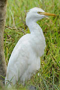 Western Cattle Egret