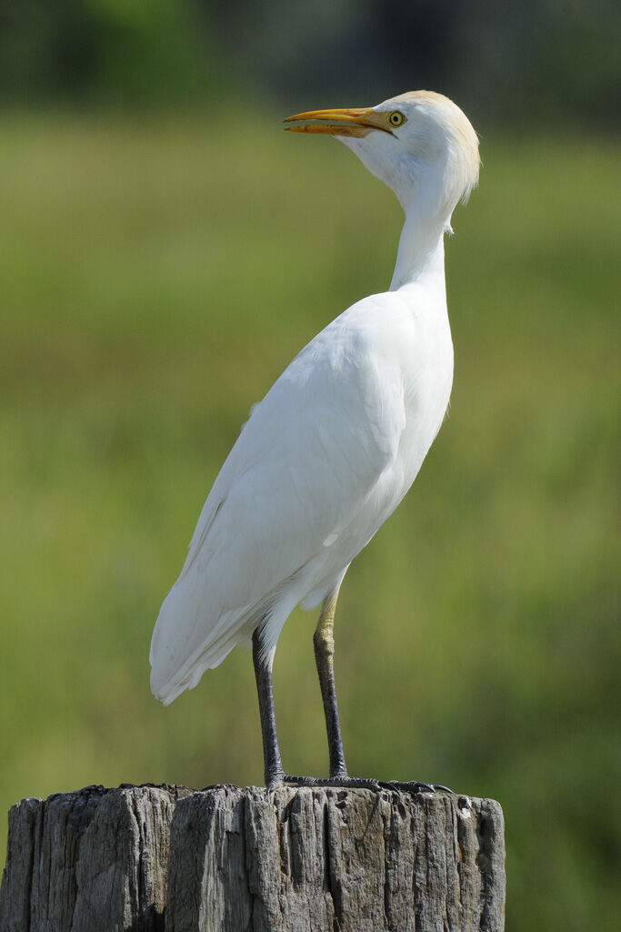 Western Cattle Egretadult post breeding