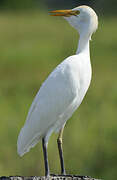 Western Cattle Egret