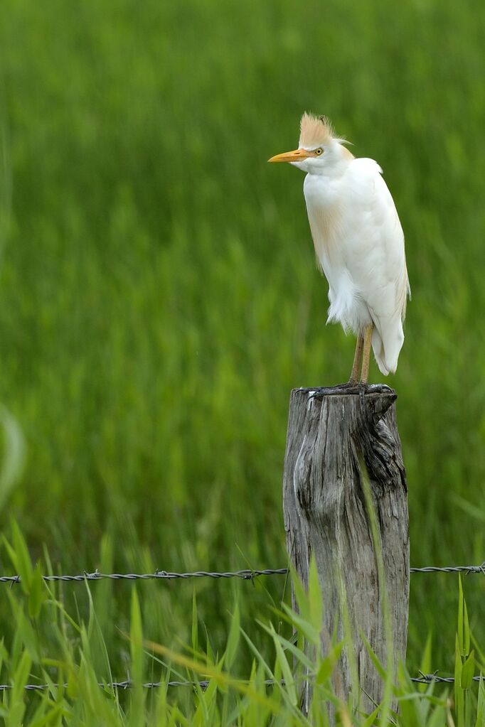 Western Cattle Egretadult breeding