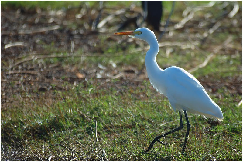 Western Cattle Egret