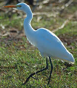 Western Cattle Egret