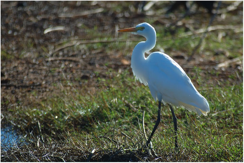 Western Cattle Egret