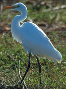 Western Cattle Egret