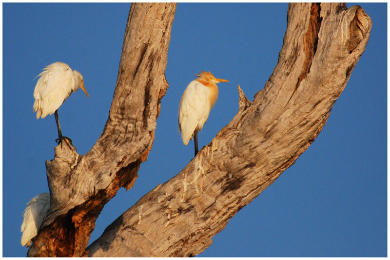 Western Cattle Egretadult breeding