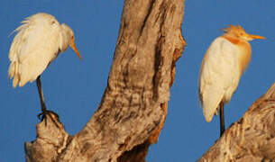 Western Cattle Egret