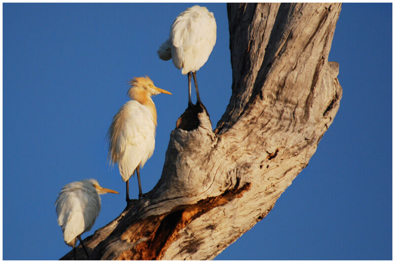 Western Cattle Egretadult breeding