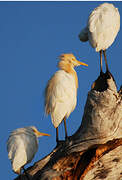 Western Cattle Egret