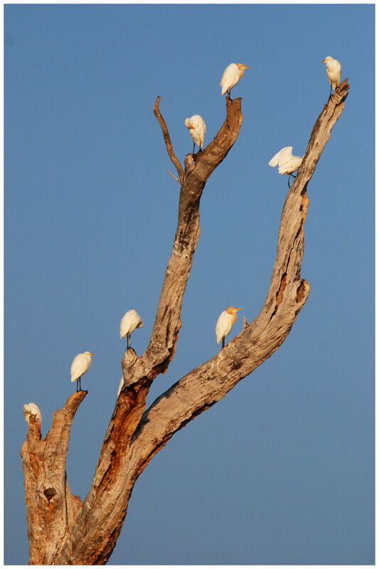 Western Cattle Egret