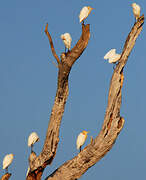 Western Cattle Egret