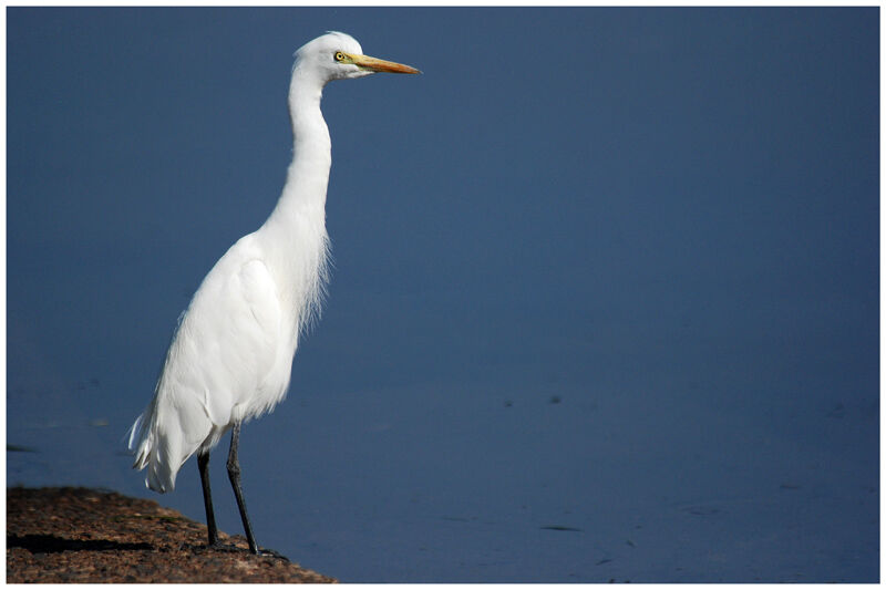 Western Cattle Egretadult