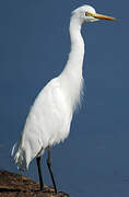 Western Cattle Egret