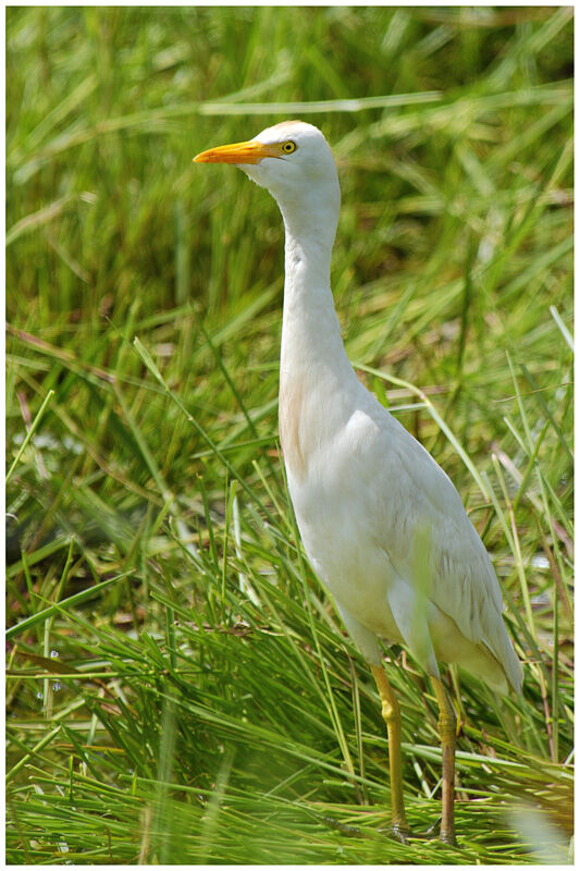 Western Cattle Egretadult breeding