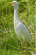 Western Cattle Egret