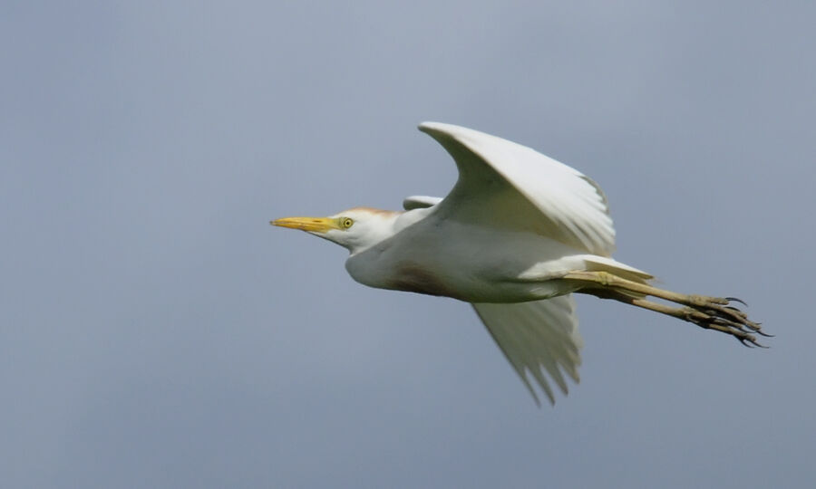 Western Cattle Egretadult breeding