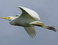 Western Cattle Egret