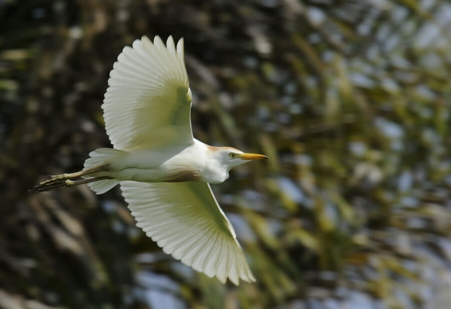 Western Cattle Egretadult post breeding