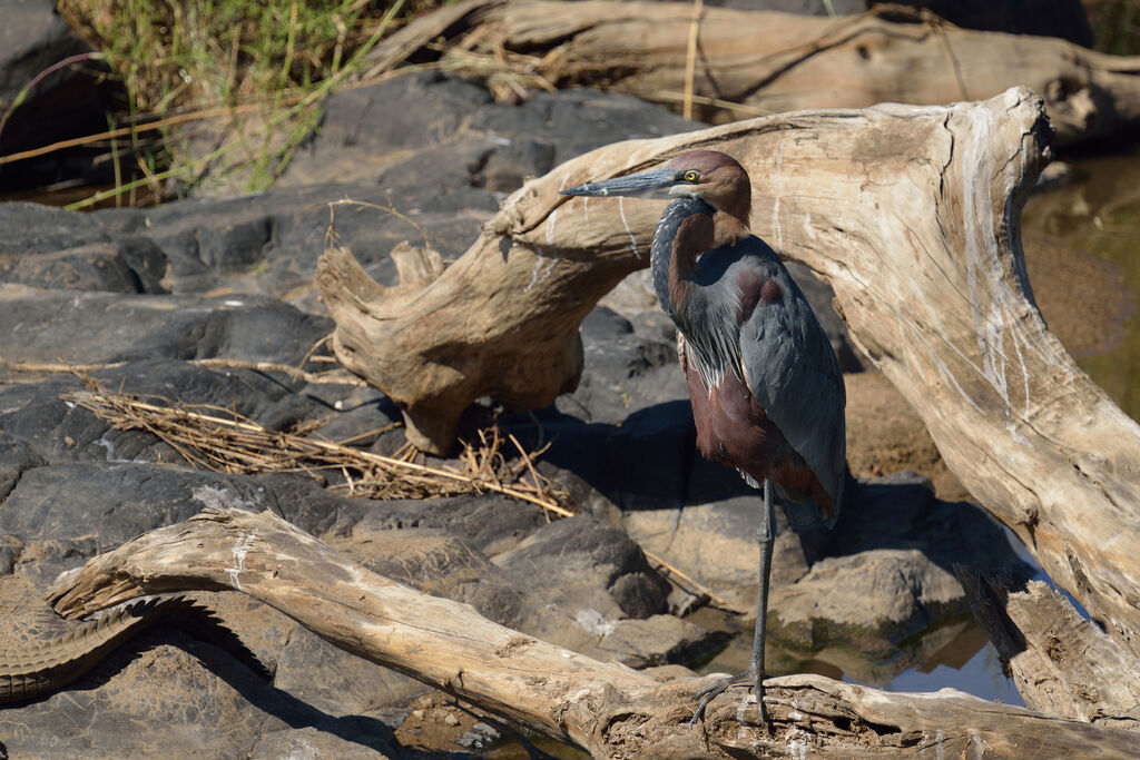 Goliath Heronadult
