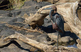Goliath Heron