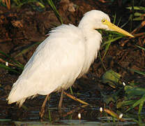 Medium Egret