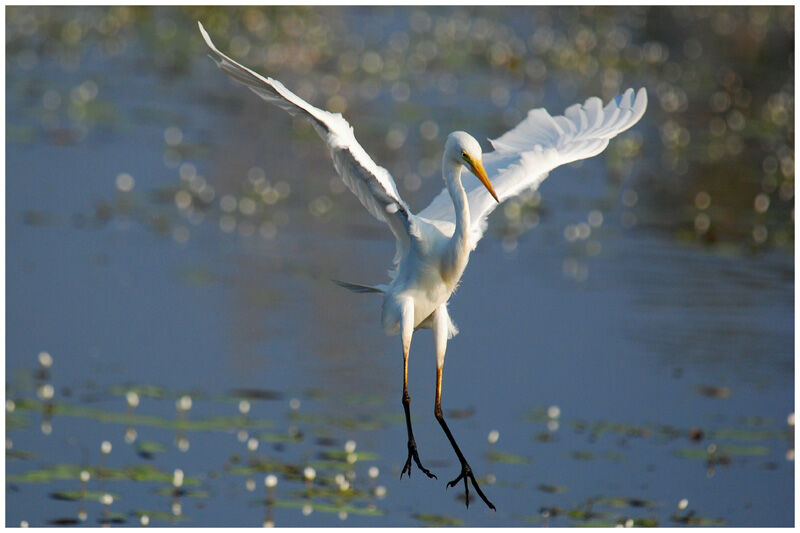 Intermediate Egretadult