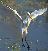 Intermediate Egret