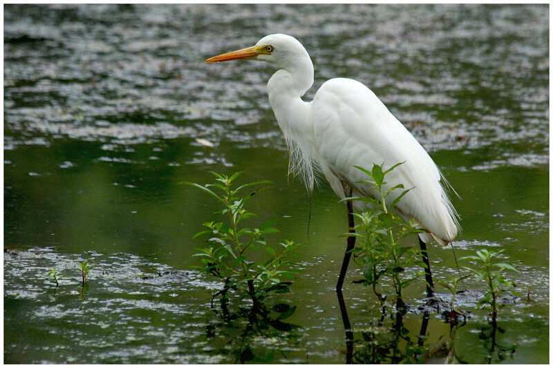 Intermediate Egretadult breeding, identification