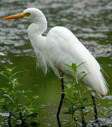 Medium Egret