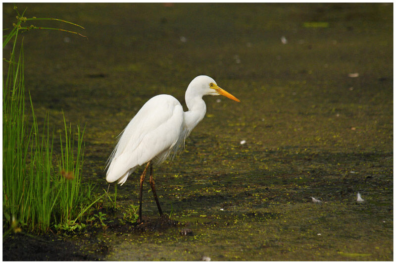 Medium Egretadult breeding