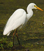 Medium Egret