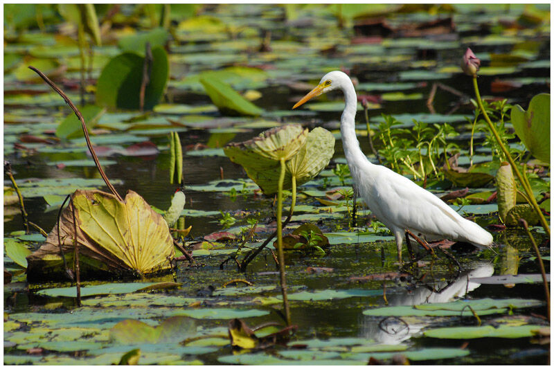 Medium Egretadult